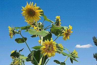 《黑暗之魂：重制版》在线功能已恢复 PC玩家可正常进入